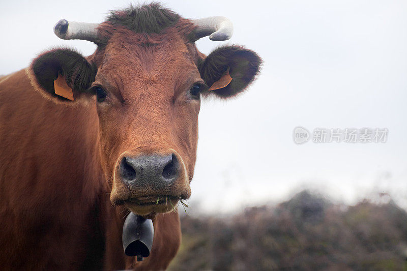 近距离观察美丽的奶牛‘rubia gallega’品种。